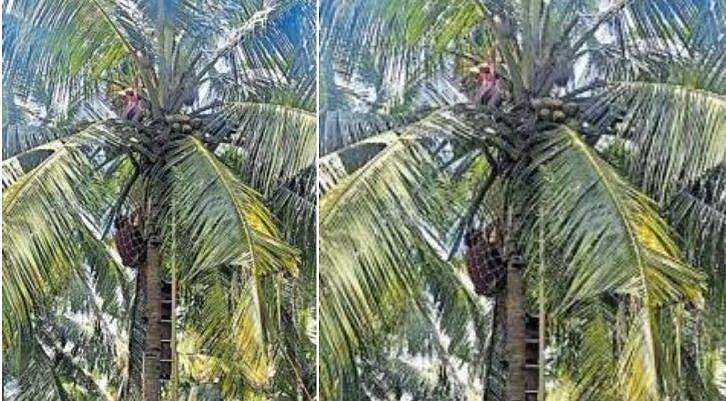 ഷൂട്ടിങ്ങിനിടെ ക്യാമറാമാന്‍ തെങ്ങിന് മുകളില്‍ കുടുങ്ങി ; താങ്ങിപ്പിടിച്ച് നടന്‍ ; ഫയര്‍ഫോഴ്‌സ് എത്തി രക്ഷപ്പെടുത്തി