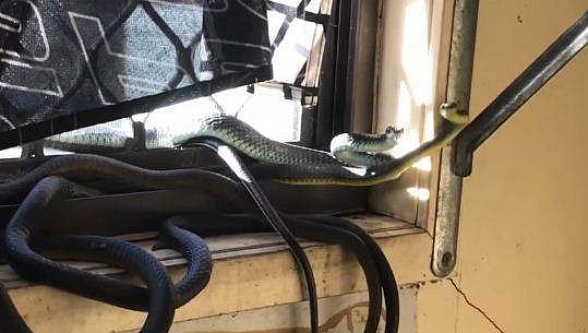 വീടിനുള്ളില്‍ കെട്ടുപിണഞ്ഞു കിടക്കുന്ന പാമ്പിന്‍ കൂട്ടം; ഭയന്നുവിറച്ച് യുവതി- വീഡിയോ 