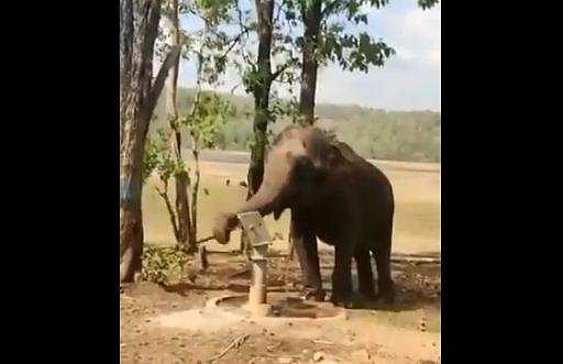 ഹമ്പട ബുദ്ധിമാനേ! സ്വന്തമായി പമ്പ് ചെയ്ത് ആനയുടെ 'വെള്ളമടി' - വീഡിയോ വൈറല്‍