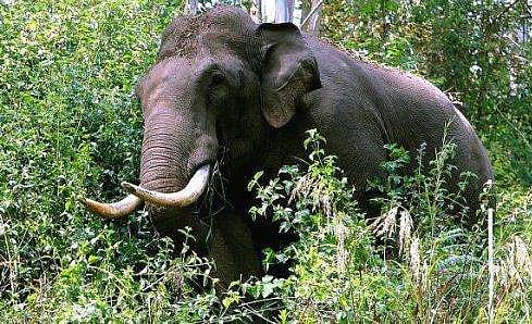 'ആനയുടെ കാല്‍ ദേഹത്ത്; എല്ലൊടിയുന്ന ശബ്ദം കേട്ടു, മരണം മുന്നില്‍ക്കണ്ട നിമിഷം'
