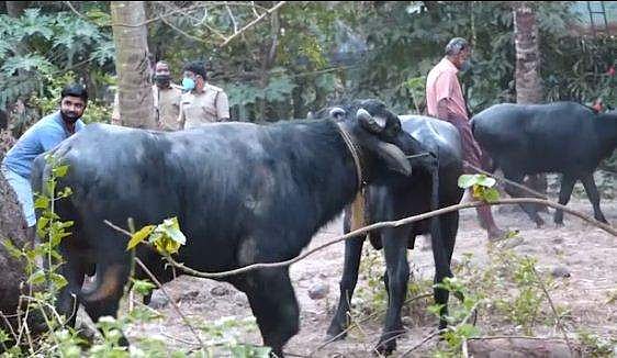 പോത്തുകള്‍ തമ്മില്‍ ഏറ്റുമുട്ടി; കണ്ടുനിന്ന ഗൃഹനാഥന്‍ കുഴഞ്ഞുവീണു മരിച്ചു