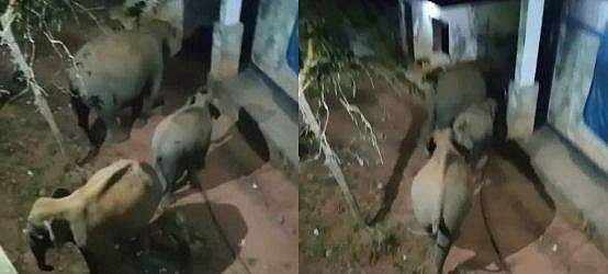 മലക്കപ്പാറ യു പി സ്‌കൂളില്‍ കാട്ടാനയിറങ്ങി; അലമാരികളും സ്‌റ്റോര്‍ റൂമും തകര്‍ത്തു ( വീഡിയോ)