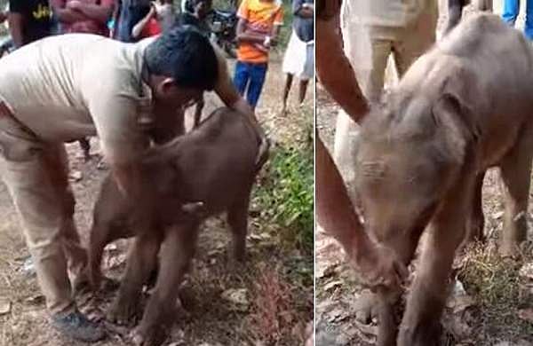 അമ്മയാന വന്നില്ല; കാനയില്‍ കുടുങ്ങിയ കുട്ടിയാന ചെരിഞ്ഞു- വിഡിയോ