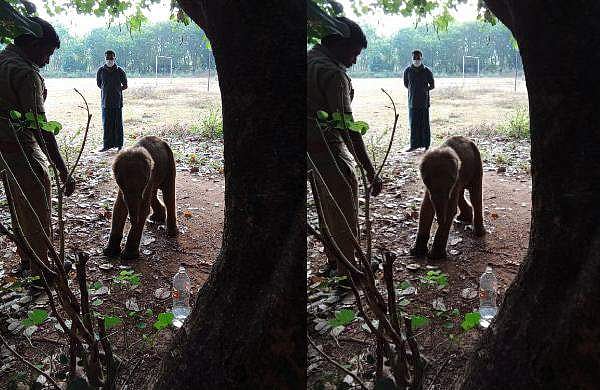 അമ്മ വരുമോ, തിരഞ്ഞ് ?;  വനാതിര്‍ത്തിയില്‍ കുട്ടിയാനയെ കണ്ടെത്തി, പ്രായം ദിവസങ്ങള്‍ മാത്രം- വിഡിയോ