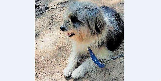 വിളിക്കാതെ വന്നു കയറി; ഇറങ്ങിപ്പോകാൻ കൂട്ടാക്കിയില്ല! 'അതിഥി'യെക്കൊണ്ട് പുലിവാലു പിടിച്ച് വീട്ടുകാർ; ഒടുവിൽ...