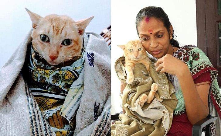 ഭക്ഷണം വാരി നൽകി, ഒപ്പം കിടത്തിയുറക്കി; ഏഴ് വർഷം ബിന്ദു സ്വന്തം കുഞ്ഞിനെപ്പോലെ പരിചരിച്ചു, 'പുരുഷു' പൂച്ച വിടവാങ്ങി 