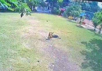 പാര്‍ക്കില്‍ പെണ്‍കുട്ടിയെ തെരുവുനായ കടിച്ചുകീറി, രക്ഷപ്പെട്ടത് തലനാരിഴയ്ക്ക്- വീഡിയോ