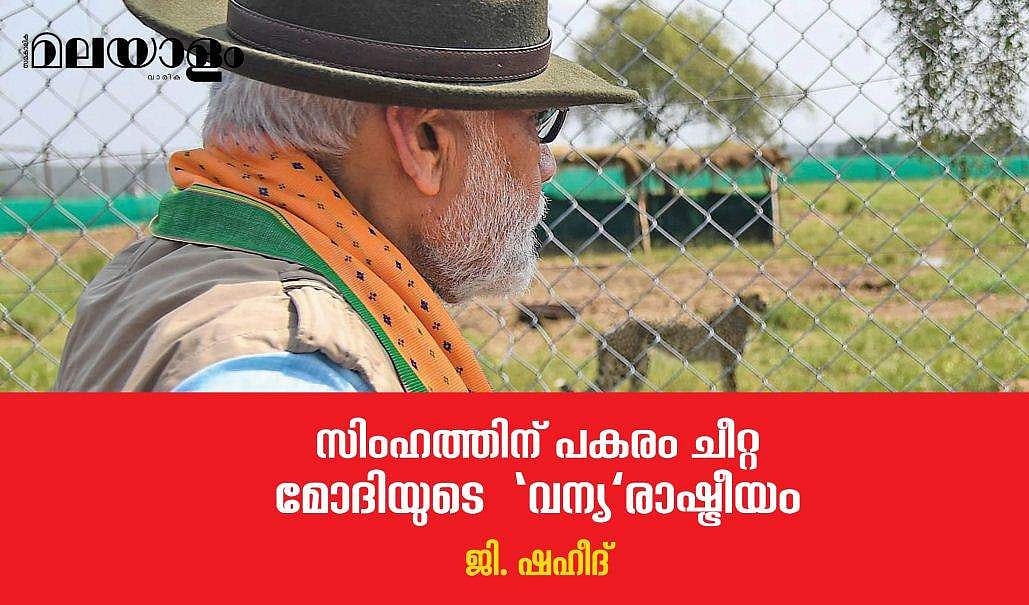 വര്‍ഷങ്ങള്‍ ഒന്‍പത് കഴിഞ്ഞിട്ടും സിംഹങ്ങള്‍ ആ വഴിക്കു വന്നതേയില്ല, പകരം ചീറ്റകളെത്തി