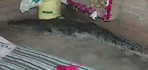 രാത്രി ഉറങ്ങുന്ന സമയത്ത് കൂറ്റന്‍ മുതല ഇര തേടി വീട്ടിനുള്ളില്‍, ഒടുവില്‍- വീഡിയോ  