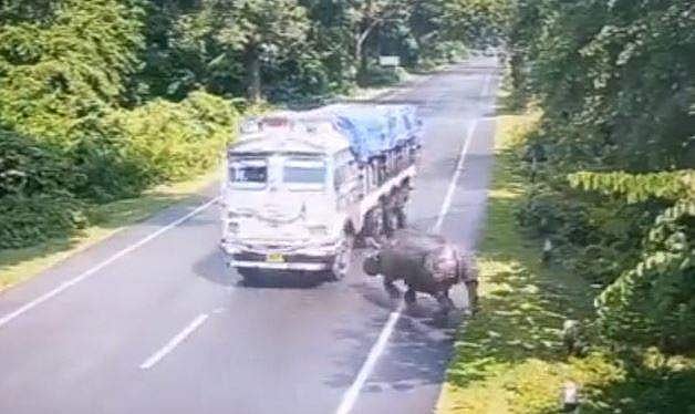 കാണ്ടാമൃഗത്തെ ഇടിച്ചുതെറിപ്പിച്ച് ലോറി; വീഡിയോ പങ്കിട്ട് മുഖ്യമന്ത്രി; 'ആകാശപാത'; വീഡിയോ
