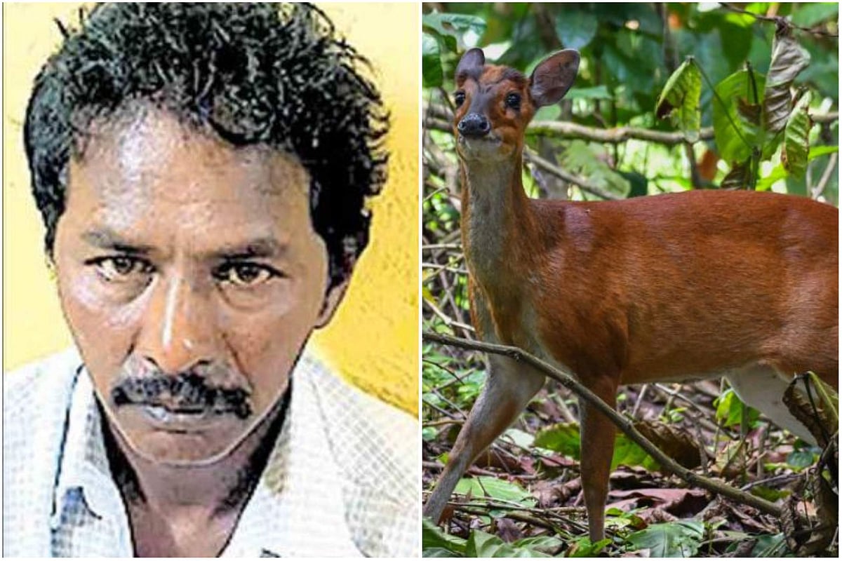 കെണി വച്ച് കേഴ മാനിനെ പിടികൂടി, കറിവെച്ചു കഴിച്ചു; യുവാവ് അറസ്റ്റിൽ