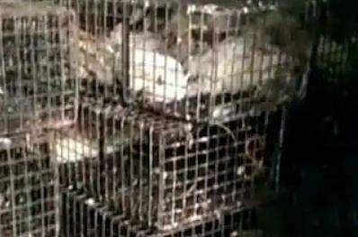 വൃത്തിഹീനമായ നിലയിൽ പ്രവർത്തനം; രേഖകളും ഇല്ല; കോഴിക്കടകൾ അടപ്പിച്ചു