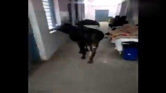ജില്ലാ ആശുപത്രി ഐസിയുവിൽ രോ​ഗികൾക്കൊപ്പം പശു! വാർഡിൽ അലഞ്ഞു നടക്കുന്ന വീഡിയോ വൈറൽ