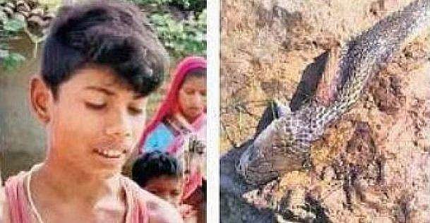 കൈയില്‍ ചുറ്റിവരിഞ്ഞു കൊത്തി; മൂര്‍ഖനെ കടിച്ചുകൊന്ന് എട്ടു വയസ്സുകാരന്‍!