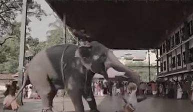 ഗുരുവായൂര്‍ ക്ഷേത്രത്തില്‍ വിവാഹ ഷൂട്ടിങ്ങിനിടെ ആന ഇടഞ്ഞു, രണ്ടാം പാപ്പാന്റെ കാലില്‍ പിടിച്ച് ചുഴറ്റിയെടുത്തു; അത്ഭുതകരമായ രക്ഷപ്പെടല്‍