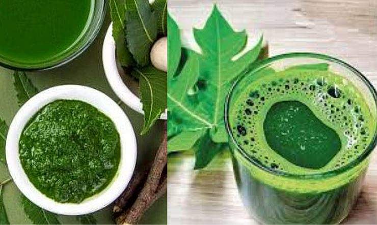 ചിറ്റമൃത് മുതൽ തുളസി വരെ; ഡെങ്കിപ്പനിയെ ചെറുക്കാൻ വീട്ടിലുണ്ടാക്കാം ഈ ആറ് പാനീയങ്ങൾ