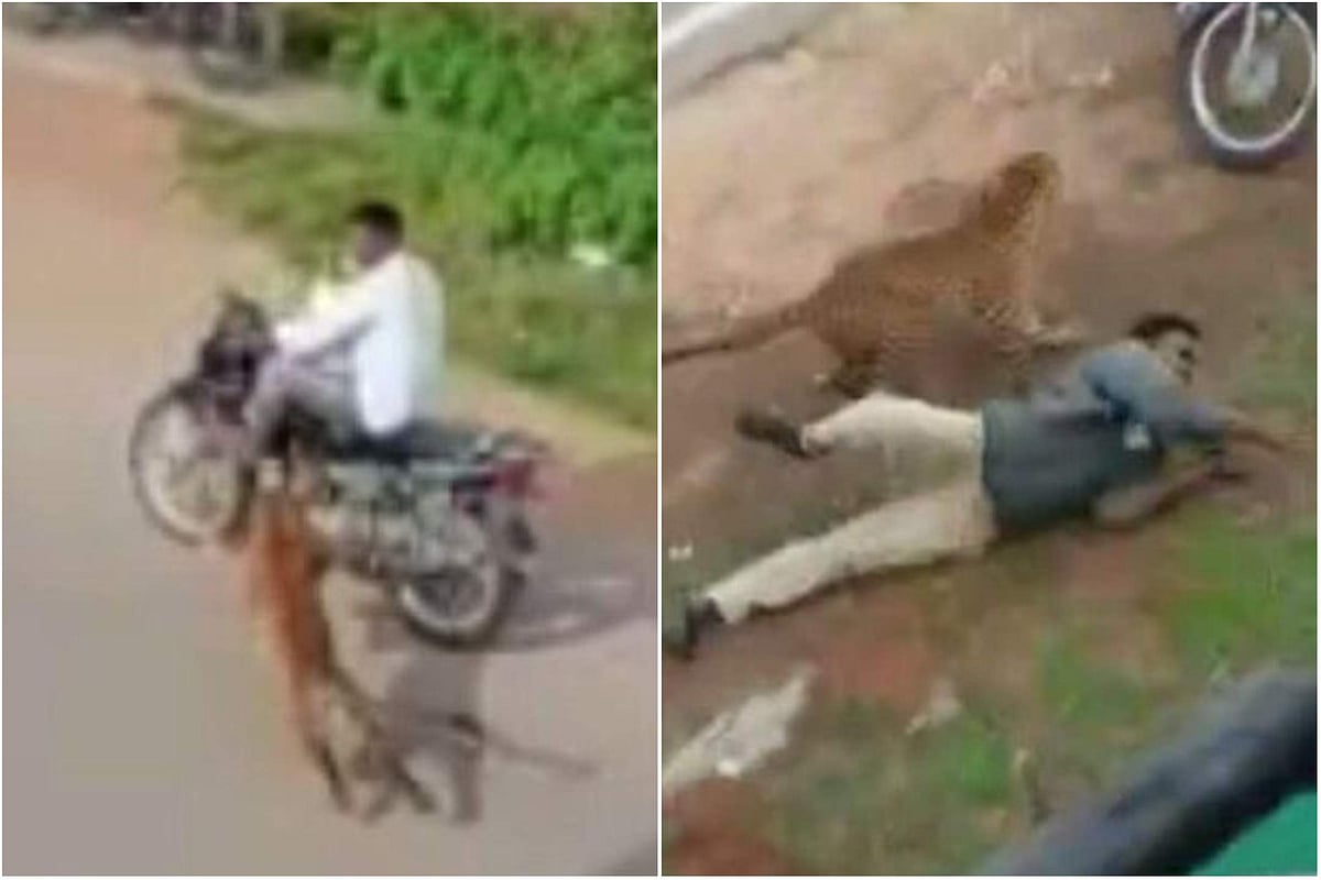 പട്ടാപ്പകല് റോഡിലിറങ്ങി പുലിയുടെ തേര്വാഴ്ച; നിരവധി പേരെ ആക്രമിച്ചു; ഭയന്ന് നാട്ടുകാര് ( വീഡിയോ)