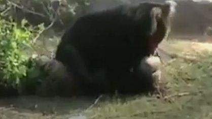 കരടി ചാടിവീണു, കാലുകൾക്കിടയിലാക്കി ആക്രമിച്ചു; മൂന്ന് പേർക്ക് പരിക്ക്, തീവ്രപരിചരണവിഭാഗത്തിൽ