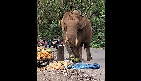 'അവിടെ നിൽക്ക്, ഈ കരിക്ക് കഴിച്ച് തീരട്ടെ'- മൂന്ന് മണിക്കൂർ ​ഗതാ​ഗതം തടസപ്പെടുത്തി 'പടയപ്പയുടെ പരാക്രമം' (വീഡിയോ)