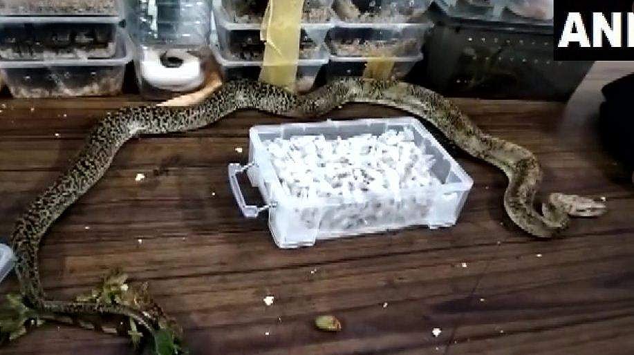28 ഇനം അപൂര്‍വ പാമ്പുകളുമായി യുവതി റെയില്‍വേ സ്റ്റേഷനില്‍ പിടിയില്‍; ബാഗില്‍ കടുത്ത വിഷമുള്ള എട്ടുകാലികളും പച്ച ഓന്തുകളും