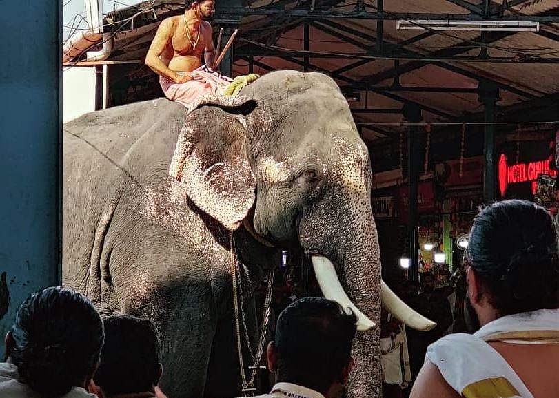 ഗുരുവായൂരിൽ കൊമ്പൻ ദാമോദർ ദാസ് വീണ്ടും ഇടഞ്ഞു (വീഡിയോ)