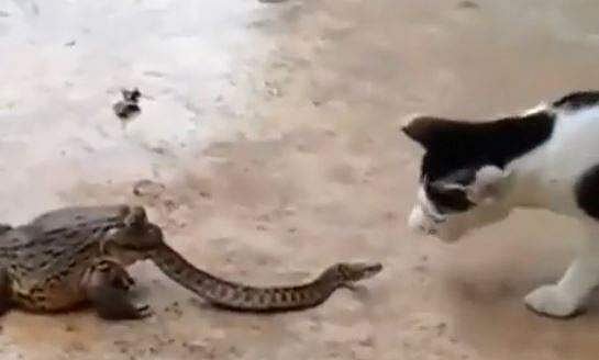 പാമ്പിനെ വിഴുങ്ങി തവള; അവസരമാക്കാന്‍ ഒരുങ്ങി പൂച്ച- വൈറല്‍ വീഡിയോ 