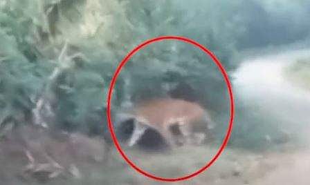 വയനാട്ടില്‍ ജനവാസ കേന്ദ്രത്തിലിറങ്ങിയ കടുവയെ മയക്കുവെടി വയ്ക്കാന്‍ അനുമതി