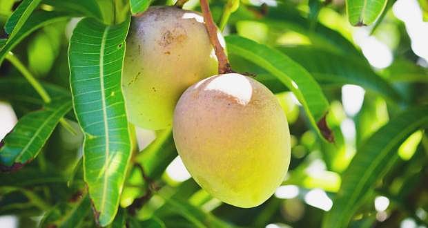 മാങ്ങ പറിക്കുന്നതിനെക്കുറിച്ച് തര്‍ക്കം; 19കാരിക്കടക്കം മൂന്ന് സ്ത്രീകള്‍ക്ക് വെട്ടേറ്റു 