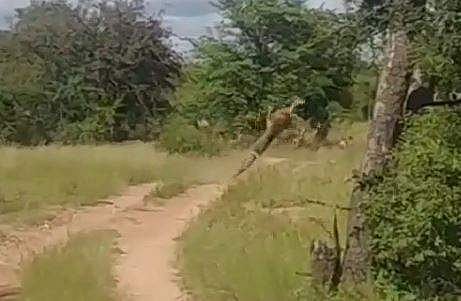 'പെര്‍ഫെക്ട് ക്യാച്ച്', അതിവേഗം പാഞ്ഞ് മാന്‍; 'പറന്ന്' പിടിച്ച് പുലി- വീഡിയോ 