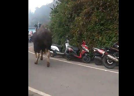 റോഡരികില്‍ പാഞ്ഞെത്തിയ കാട്ടുപോത്ത് യുവാവിനെ കുത്തിവീഴ്ത്തി- വീഡിയോ 