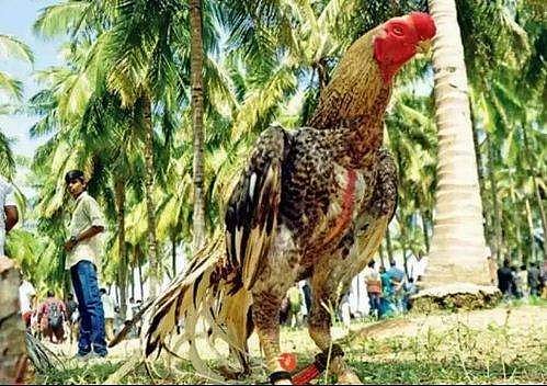 പൂവന്‍കോഴിക്കും ടിക്കറ്റ്; കണ്ടക്ടറെ കണ്ടപ്പോള്‍ മുണ്ടില്‍ ഒളിപ്പിച്ചു; കൈയോടെ പൊക്കി; നടപടിക്ക് സാധ്യത
