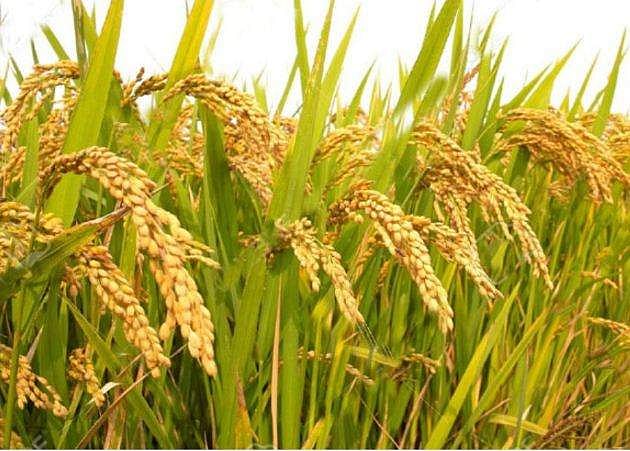 പാടങ്ങളില്‍ നിന്ന് നെല്ല് സംഭരിക്കുന്നു എന്ന് ഉറപ്പാക്കണം; ജില്ലാ കലക്ടര്‍മാര്‍ക്ക് നിര്‍ദേശം, പ്രശ്‌ന പരിഹാരത്തിന് സര്‍ക്കാര്‍
