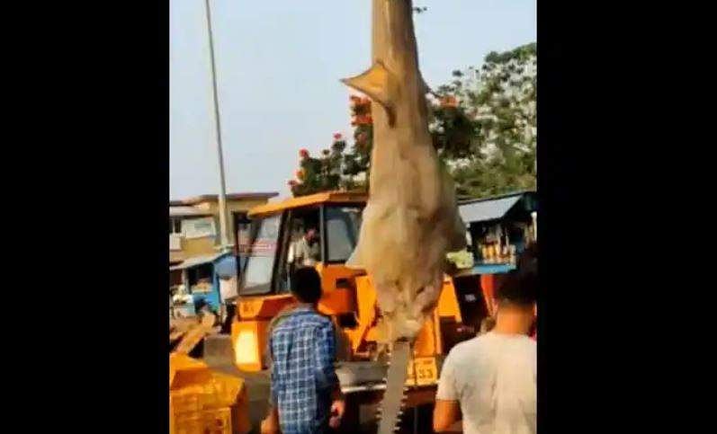 വലയില്‍ കുടുങ്ങിയത് കൊമ്പന്‍ സ്രാവ്; ലക്ഷങ്ങള്‍ക്ക് ലേലത്തില്‍ വിറ്റു; മത്സ്യതൊഴിലാളികള്‍ കുടുങ്ങി