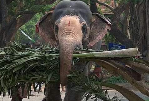 ആനയുടെ കൊമ്പ് തട്ടി ലോറിയില്‍ നിന്ന് വീണു; പാപ്പാന് ദാരുണാന്ത്യം