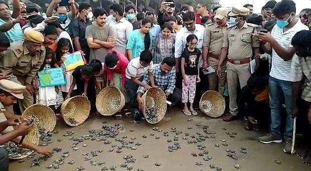 വിരിഞ്ഞിറങ്ങിയത് ലക്ഷക്കണക്കിന് ആമക്കുഞ്ഞുങ്ങള്‍; ഇനി യാത്ര കടലിലേക്ക്- വീഡിയോ 