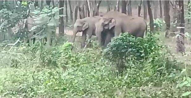 മുപ്പതോളം കാട്ടാനകള്‍ റോഡില്‍; വഴിയോരത്തെ മീന്‍തട്ട് വലിച്ചെറിഞ്ഞു, ഭീതിയില്‍ നാട്ടുകാര്‍ - വിഡിയോ