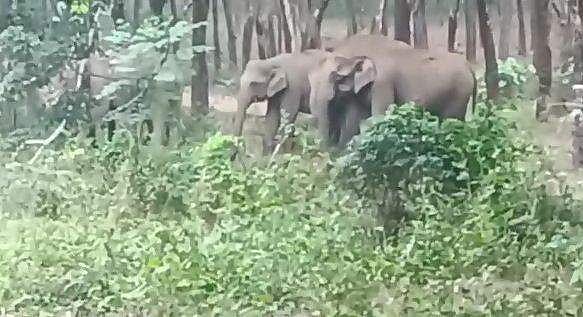 പടക്കം പൊട്ടിച്ചിട്ടും ശബ്ദമുണ്ടാക്കിയിട്ടും രക്ഷയില്ല; റബര്‍ തോട്ടത്തില്‍ തുടര്‍ന്ന് കാട്ടാനകള്‍ - വിഡിയോ