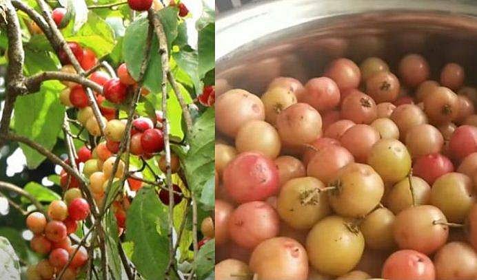 ലൗലോലിക്ക വീട്ടിലുണ്ടോ? ദിവസവും 100ഗ്രാം കഴിക്കാം; ഹൃദയാരോ​ഗ്യം മെച്ചപ്പെടും 
