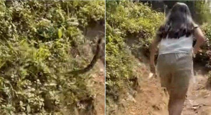 മല കയറുന്നതിനിടെ കുറ്റിക്കാട്ടില്‍ നിന്ന് ചാടി വീണ് കൂറ്റന്‍ പാമ്പ്! അലറിവിളിച്ചോടി സഞ്ചാരികള്‍; നടുക്കുന്ന വീഡിയോ