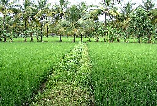 2008ന് ശേഷം വാങ്ങിയ വയലുകൾ വീട് വയ്ക്കാൻ നികത്താനാകില്ല: ഹൈക്കോടതി ഫുൾബെഞ്ച് ഉത്തരവ് 
