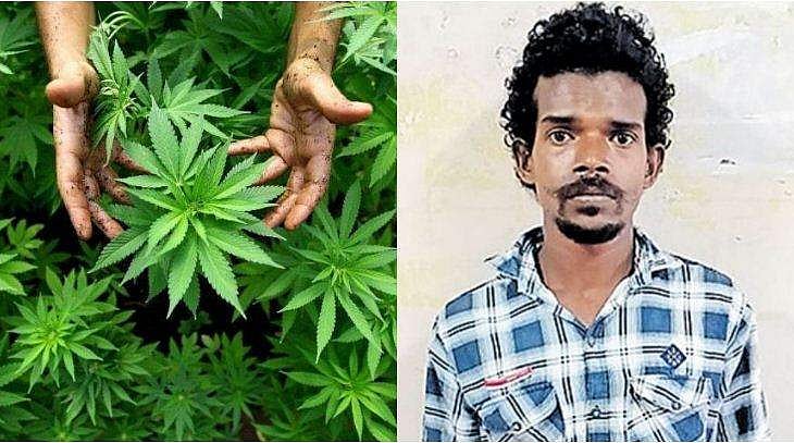കൂടുതൽ ലാഭം,  കഞ്ചാവ് ചെടികൾ നട്ടു വളർത്തി; യുവാവ് അറസ്റ്റിൽ 