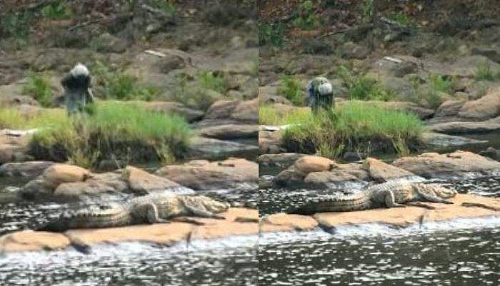 "ചീങ്കണ്ണിയല്ലേ, അതവിടെ ഇരുന്നോളും"; ആ ചിത്രം കണ്ടവരെല്ലാം ഞെട്ടി, പക്ഷെ കാർത്തുവിന്റെ ശ്രദ്ധ പുല്ല് അരിയുന്നതിൽ മാത്രം 