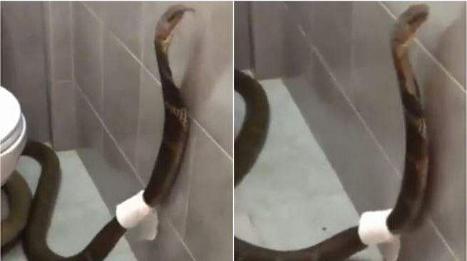 വീട്ടിലെ കുളിമുറിക്കുള്ളിൽ കൂറ്റൻ രാജവെമ്പാല; ശരീരത്തിൽ ടോയ്‌ലറ്റ് പേപ്പർ (വീഡിയോ)