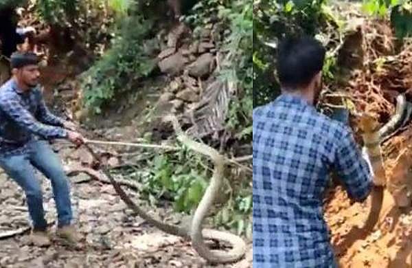 ചീറിയടുത്ത് രാജവെമ്പാല, 14 അടി നീളം; 'കൂളായി' പിടികൂടി ഫോറസ്റ്റ് ഗാര്ഡ് - വിഡിയോ