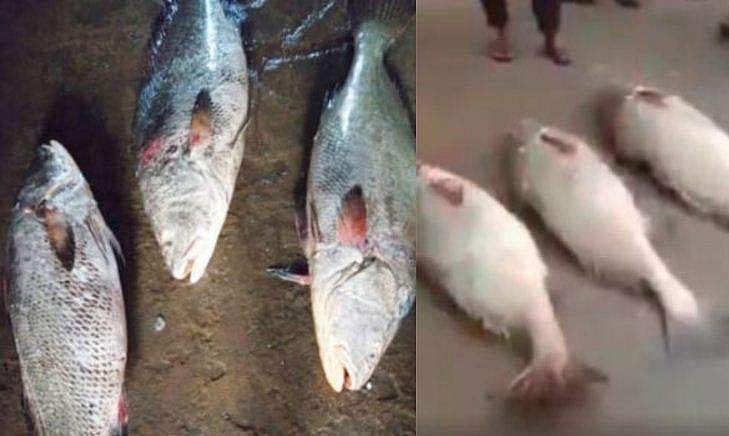 മൂന്നു 'കടൽ സ്വർണ'വുമായി 'മനു' എത്തി, വിറ്റുപോയത് രണ്ടര ലക്ഷം രൂപയ്ക്ക്