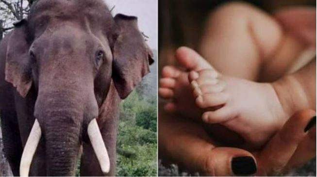 ആംബുലന്‍സിന് മുന്നില്‍ വഴി മുടക്കി കാട്ടാന; യുവതി വാഹനത്തില്‍ പ്രസവിച്ചു