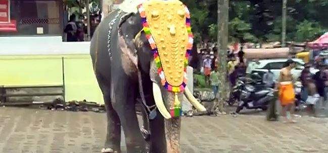തൃശൂർ പൂരത്തിനിടെ ആന ഇടഞ്ഞു