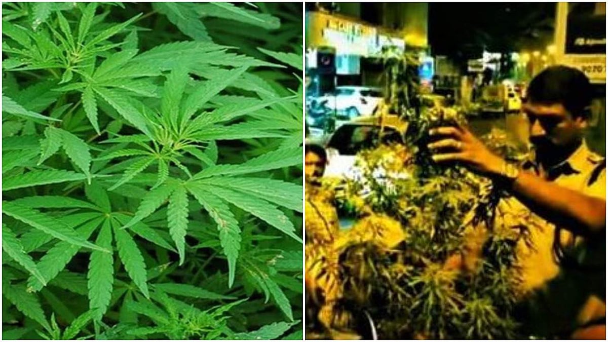 മെട്രോ പില്ലറുകള്‍ക്കിടയില്‍ കഞ്ചാവ് ചെടി; അന്വേഷണം