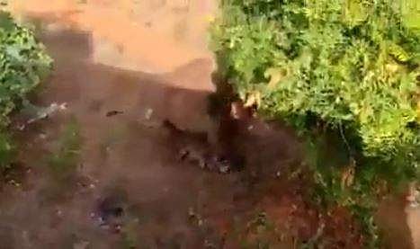 കാട്ടാനകള്‍ കൂട്ടത്തോടെ നഗരത്തില്‍; തിരിച്ചയക്കാന്‍ ശ്രമിച്ച ഫോറസ്റ്റ് ഗാര്‍ഡിനെ ചവിട്ടിക്കൂട്ടി; വീഡിയോ
