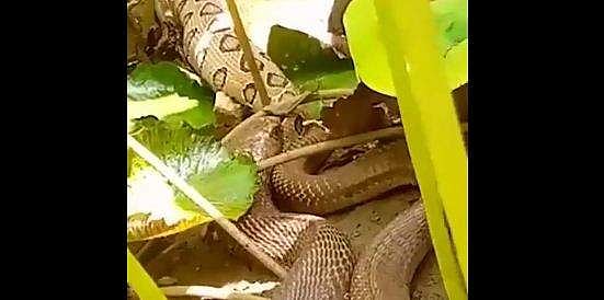 'ഉഗ്രപോരാട്ടം', കൂറ്റന്‍ അണലിയെ വിഴുങ്ങി മൂര്‍ഖന്‍, അമ്പരപ്പ്- വീഡിയോ 